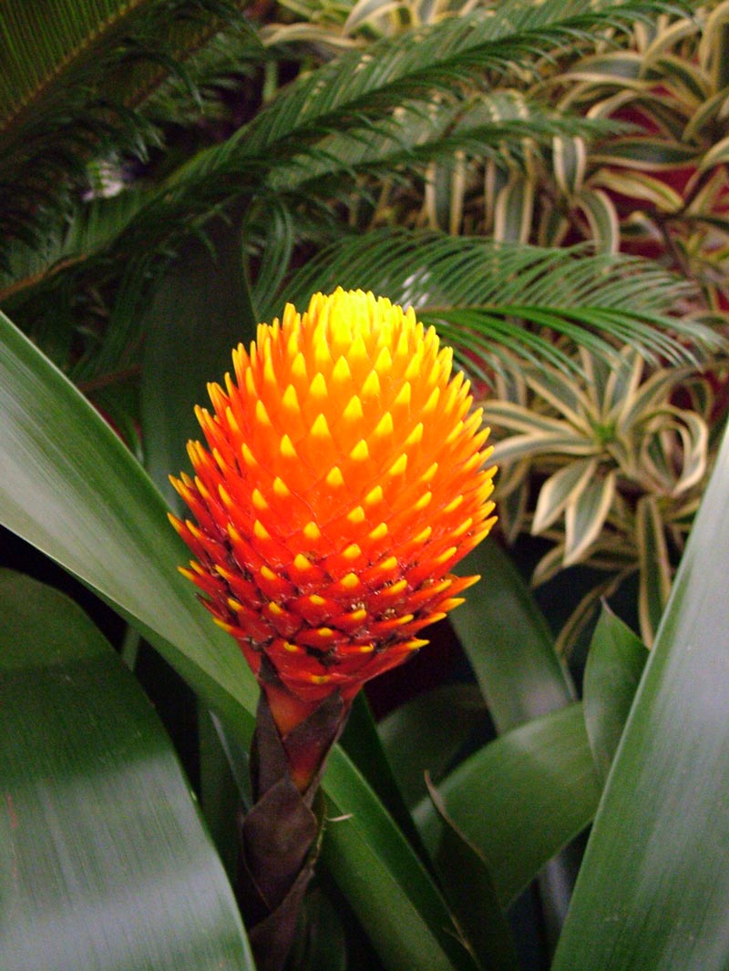 Guzmania Conifera